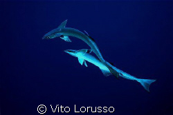 Fishs - Echeneis naucrates by Vito Lorusso 